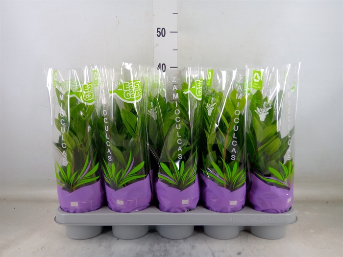 <h4>Zamioculcas zamiifolia</h4>