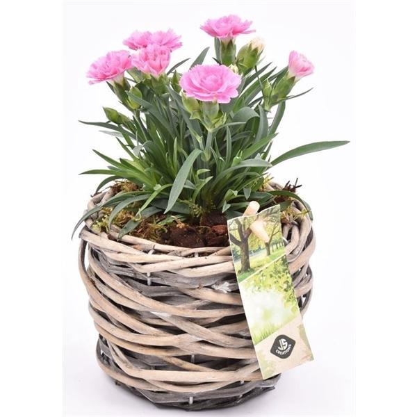 <h4>Wilg mand grijs 12cm</h4>