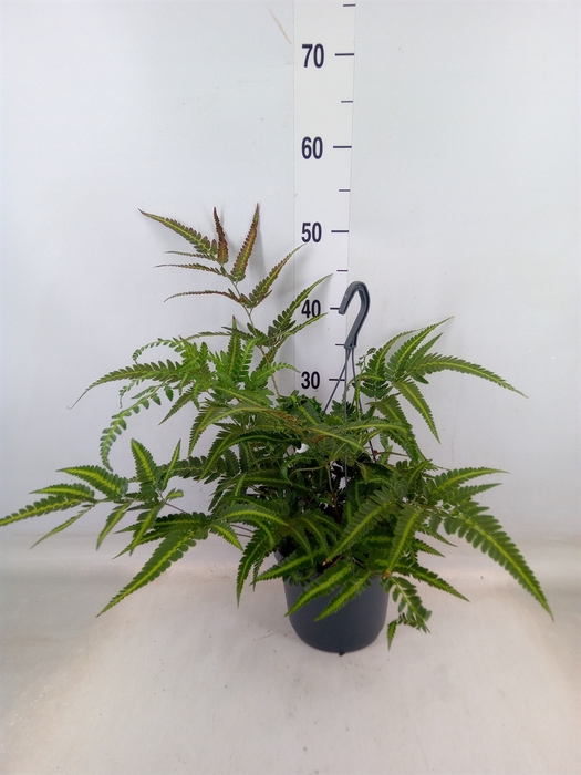 <h4>Arachniodes aristata 'Variegata'</h4>