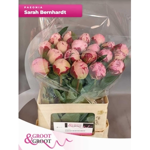 Paeonia Sarah Bernhardt | Heavy Quality