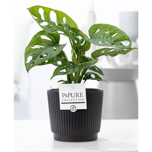 <h4>Monstera Adansonii in P&PURE Liv cer. matt black</h4>