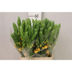 Ornit Db Bright Star