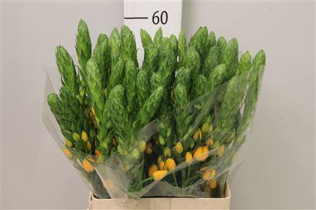 <h4>Ornit Db Bright Star</h4>