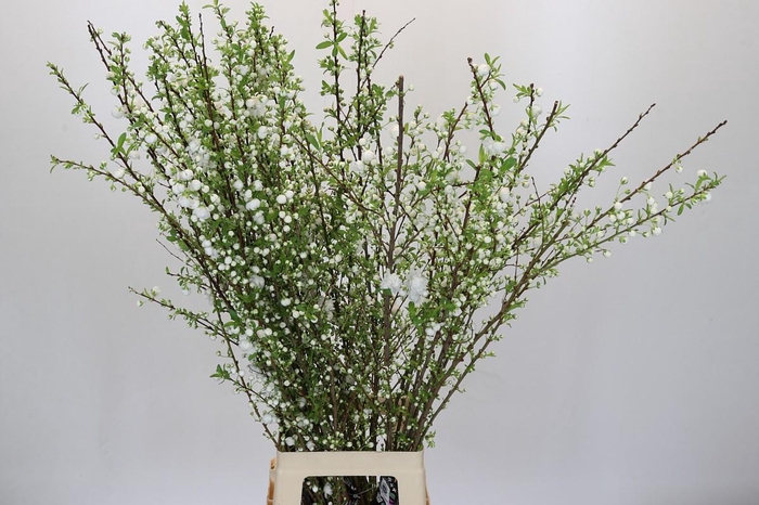 <h4>Prunus Glandulosa Alba Plena Branched</h4>