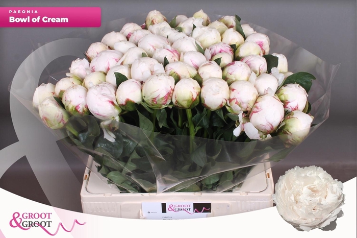 <h4>PAEO L BOWL OF CREAM</h4>