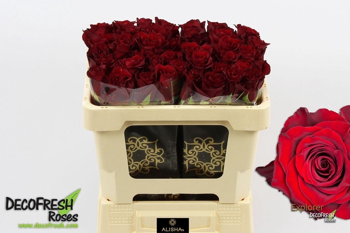 <h4>R Gr Explorer</h4>