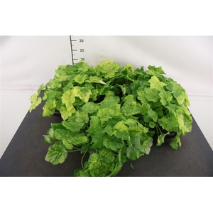 Tolmiea Variegata 12 Cm. Pot