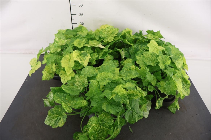 <h4>Tolmiea Variegata 12 Cm. Pot</h4>