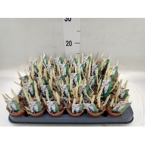 Crocus vernus 'Jeanne d'Arc'