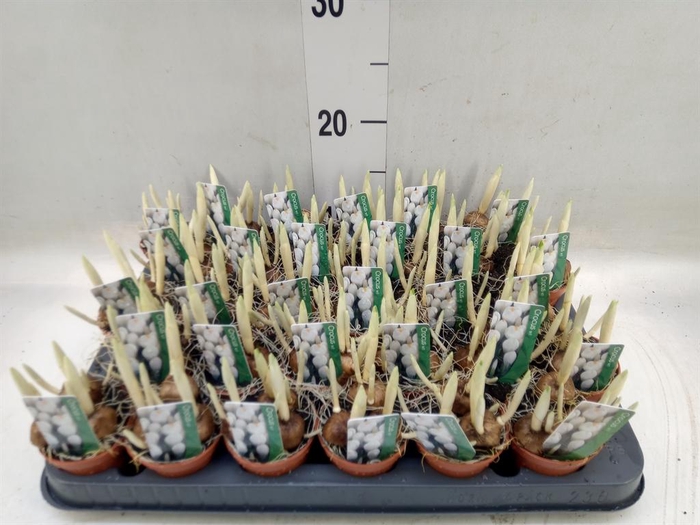 <h4>Crocus vernus 'Jeanne d'Arc'</h4>