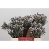 Kaaps Groen Silver Brunia