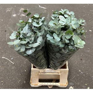 EUC. CINEREA SHORT 150GR IT