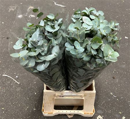 <h4>EUC. CINEREA SHORT 150GR IT</h4>