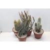 CACTUS VARIADO P19