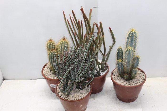 CACTUS VARIADO P19
