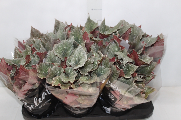 <h4>BEGONIA BELEAF YUKON FROST P15 PO</h4>