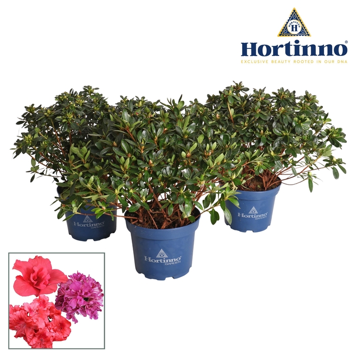 <h4>Hortinno® Garden Evergreen gemengd groen 30 - 40 cm</h4>