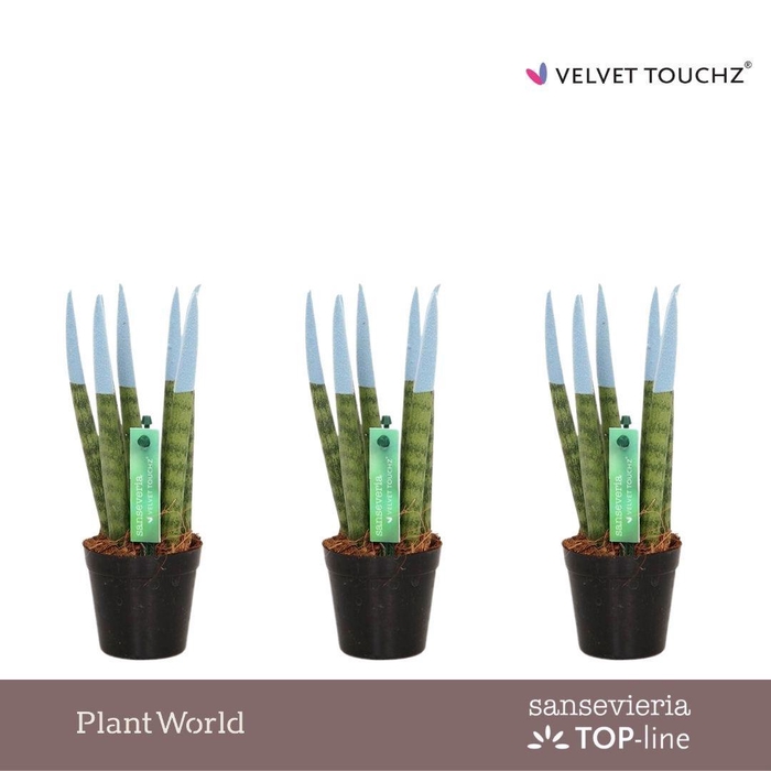<h4>Sansevieria VELVET TOUCHZ® Pastel Blauw</h4>