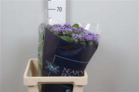 <h4>Ager H Blue Horizon</h4>