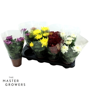 Deco Chrysant Cosmo Mix 12cm 3pp