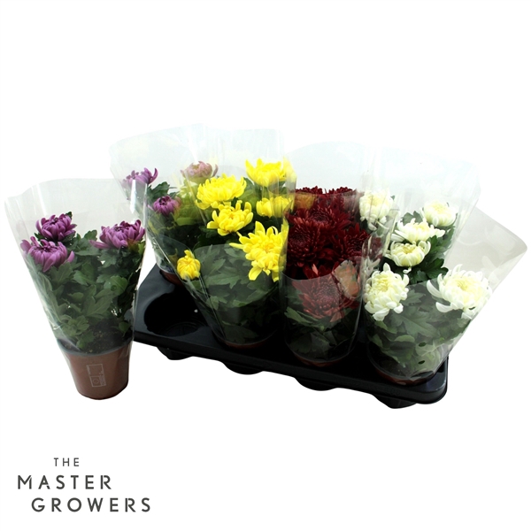 <h4>Deco Chrysant Cosmo Mix 12cm 3pp</h4>