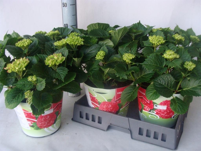 <h4>Hydrangea mac.</h4>