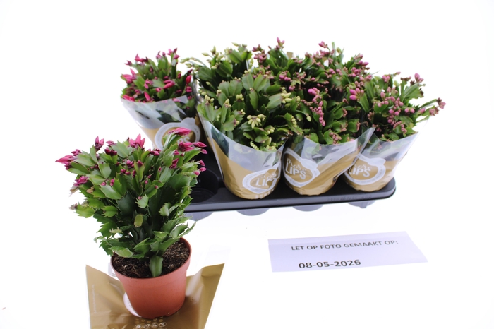 <h4>Schlumb Ov</h4>