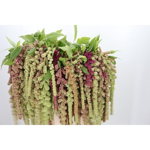 Amaranthus Caudatus Mira