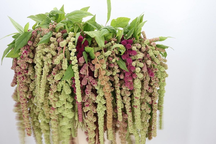 <h4>Amaranthus Caudatus Mira</h4>
