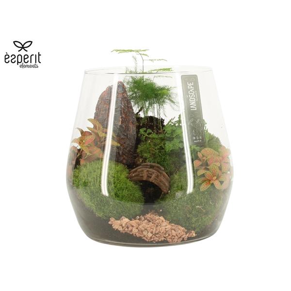 <h4>Arrangementen kamerplanten H%</h4>