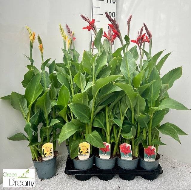 <h4>CANNA CANNOVA GEM</h4>
