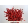 Ilex Rood