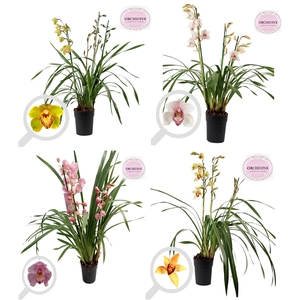 Cymbidium Italië mix 3-4 tak