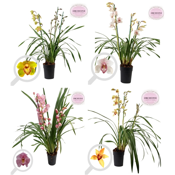 <h4>Cymbidium Italië mix 3-4 tak</h4>