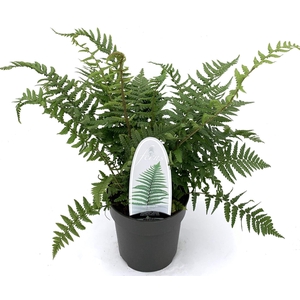 Dryopteris affinis