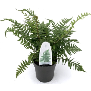 Dryopteris affinis