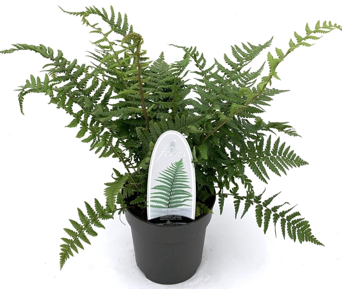 <h4>Dryopteris affinis</h4>