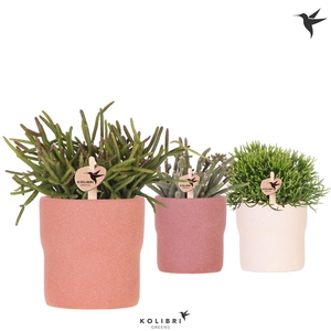 Kolibri Greens Rhipsalis mix in Rustic pot terracotta mix