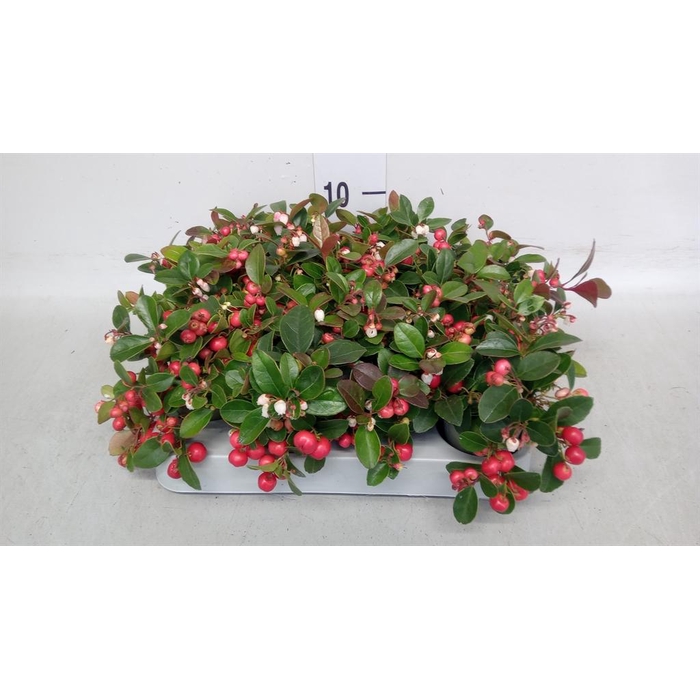 <h4>Gaultheria proc.</h4>