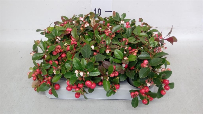 Gaultheria proc.