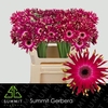 Gerbera Pastini Vicenza Half doos