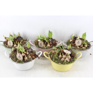 arr4 Bollenmix PL - Zink teil colour mix