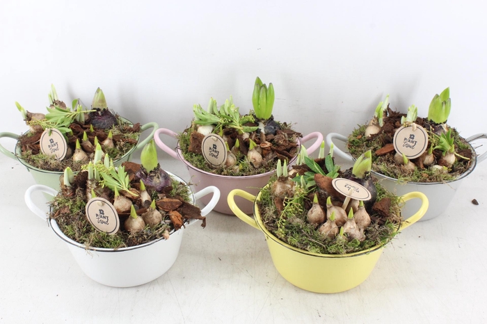 <h4>arr4 Bollenmix PL - Zink teil colour mix</h4>