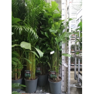 Caryota mitis