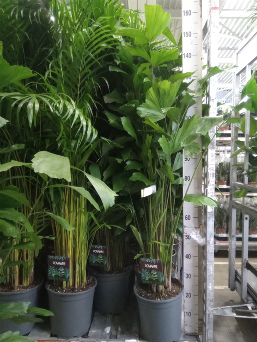 <h4>Caryota mitis</h4>