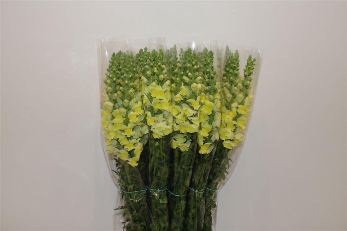 <h4>Antir Overig Yellow</h4>