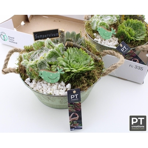 ARR SEMPERVIVUM