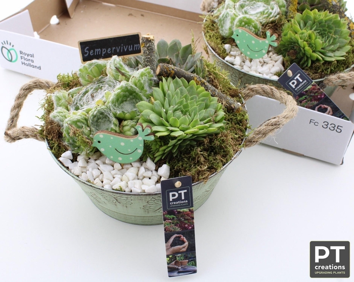 <h4>ARR SEMPERVIVUM</h4>