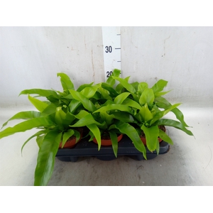 Asplenium antiquum