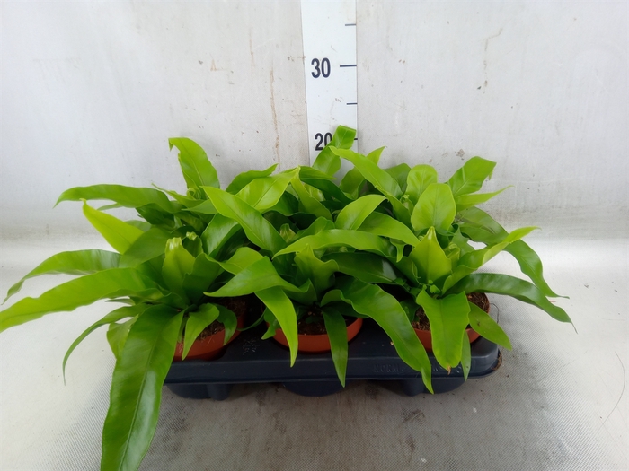 <h4>Asplenium antiquum</h4>